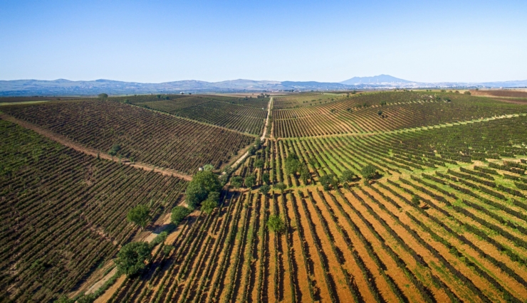 0.CAntina di Venosa Vigneti