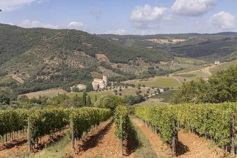 0.Poggio di Sotto Vigneti