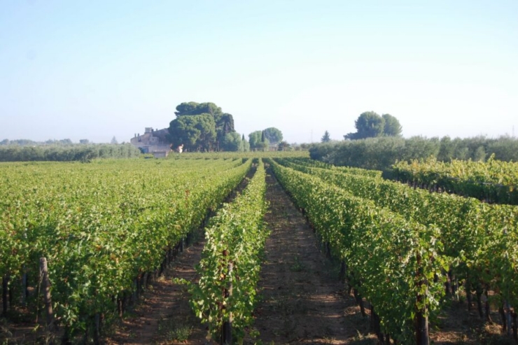 0.Santa Lucia Vigneti