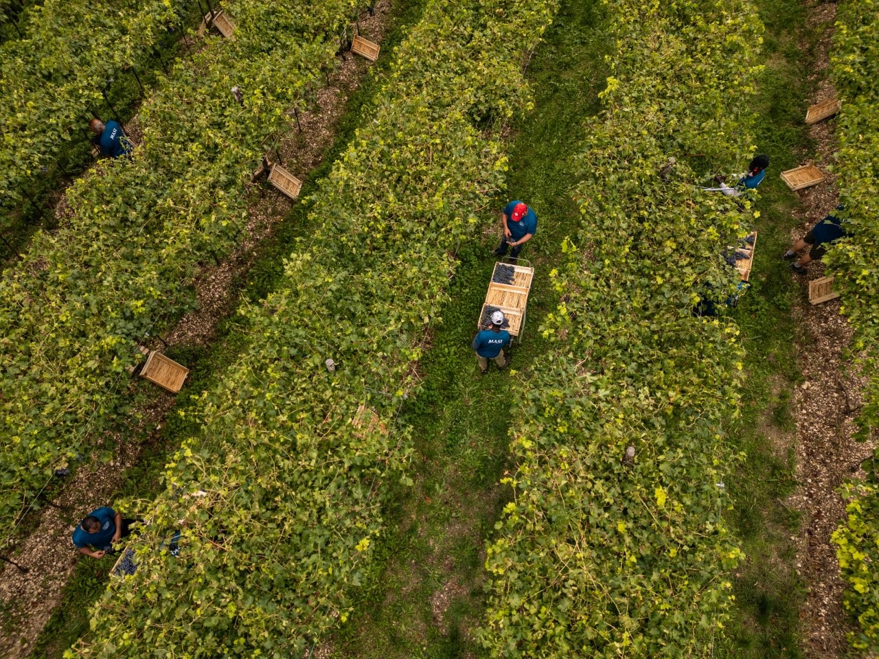 0.Vendemmia Masi