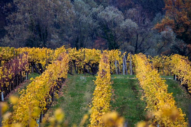 0.vigneti autunno 1