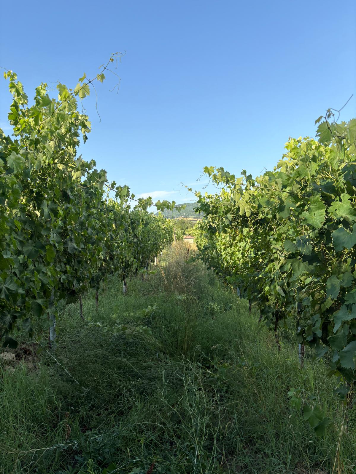 Cascinassa Vigne 